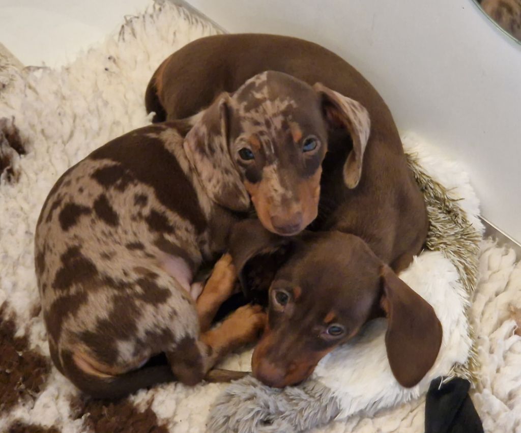 Bébés chocolat et arlequin chocolat, naissance attendue pour mi-avril 