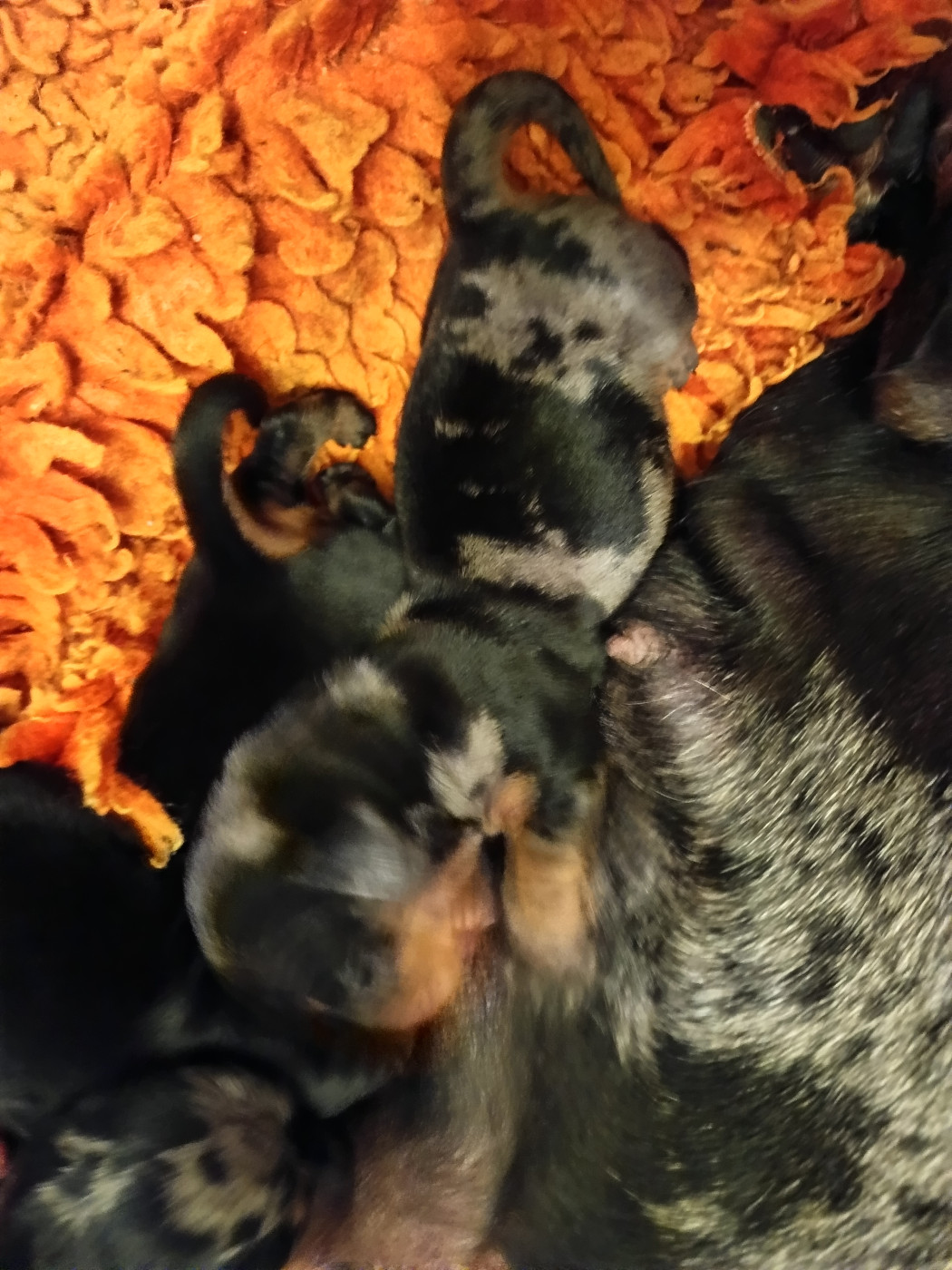 Chiot Teckel poil ras De la légende du white fang