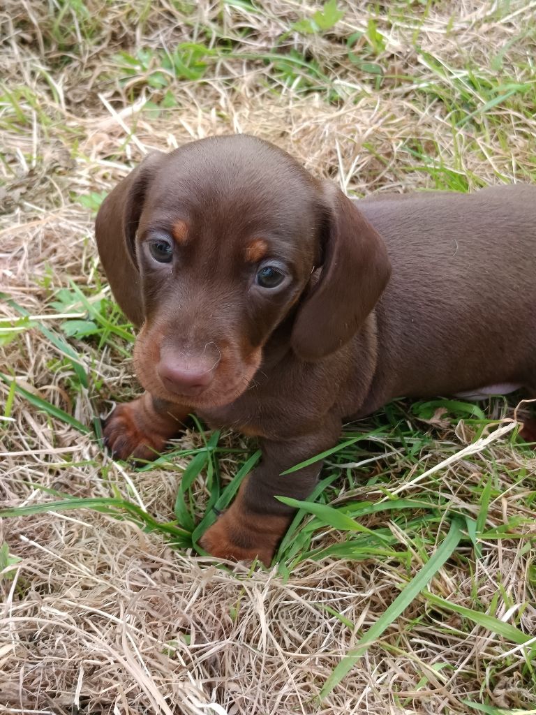 De la légende du white fang - Chiots disponibles - Teckel poil ras