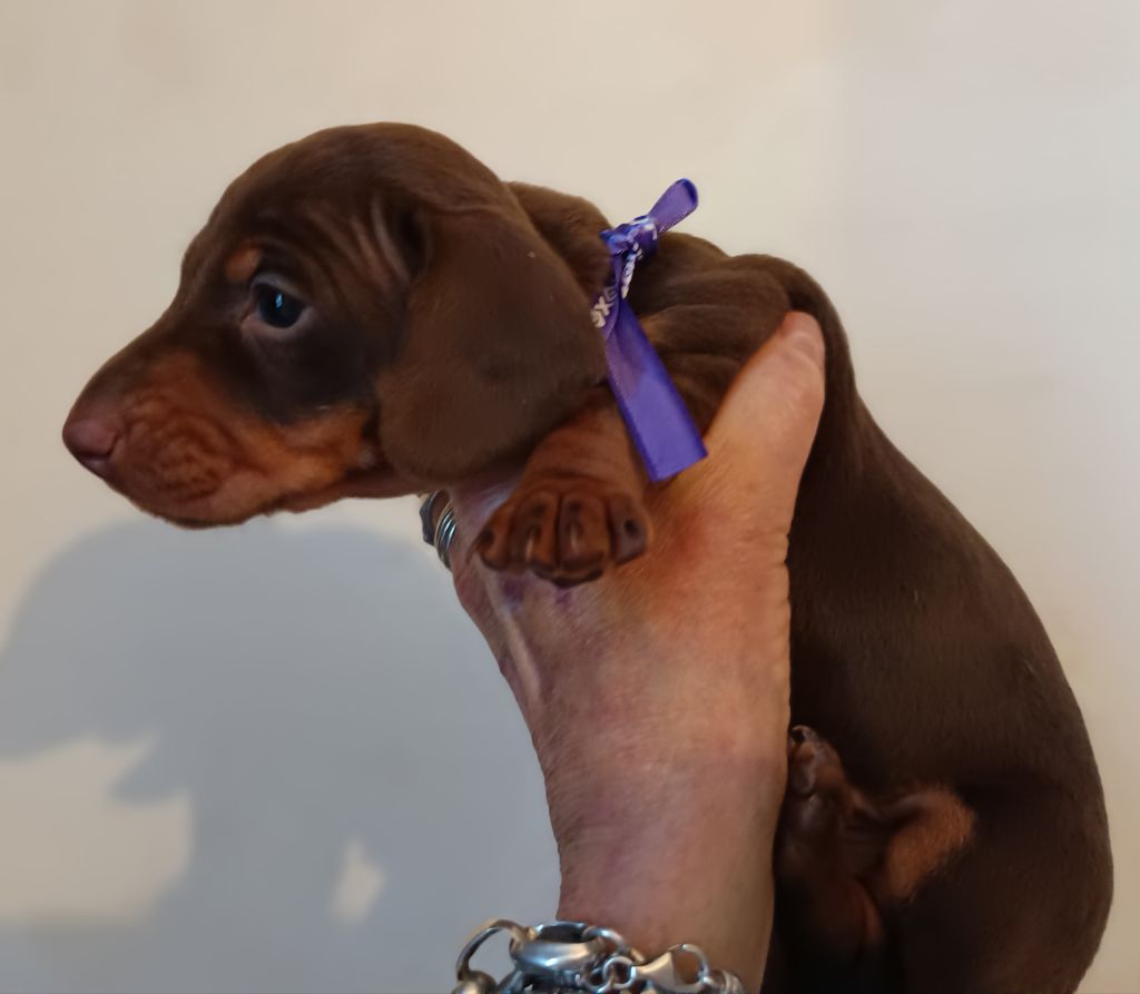 De la légende du white fang - Chiots disponibles - Teckel poil ras