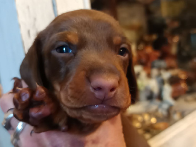 CHIOT 2 Athos
