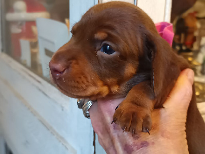 CHIOT 3 April